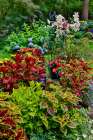 USA, Washington State, Sammamish. Coleus in planters in garden Art Print